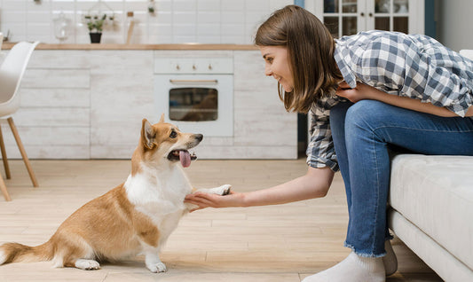 Taking Your Dog Out On The First Date